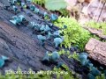 Chlorociboria aeruginascens-amf1420-2